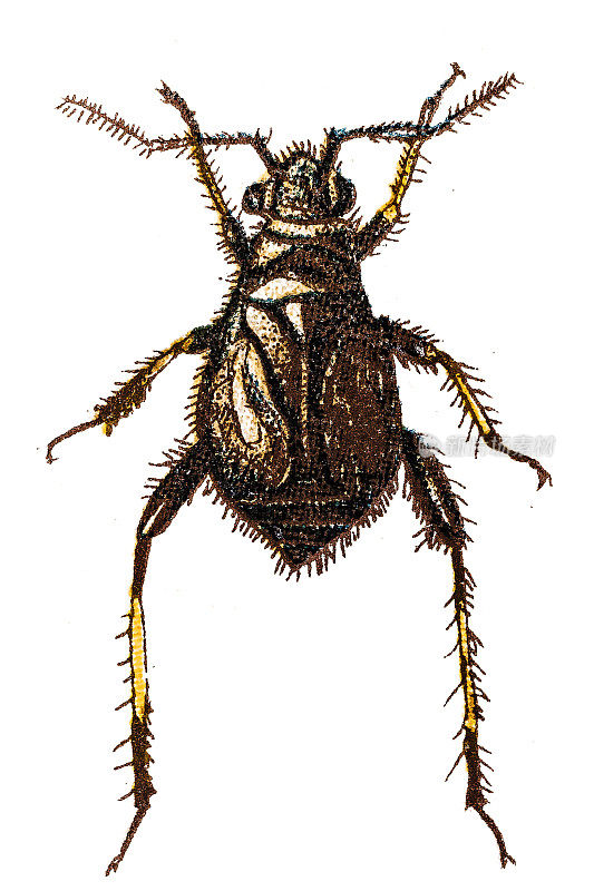Capsus ater是盲蝽科的一种昆虫